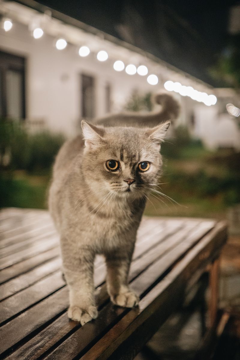 貓咪有夜視能力嗎？獸醫認可的事實報告